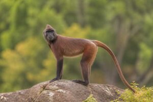 Image of a Maroon Langur in its natural habitat