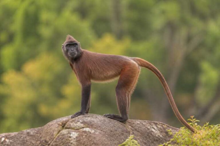 Image of a Maroon Langur in its natural habitat