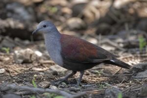 Image of a Marquesan Ground Dove in its natural habitat