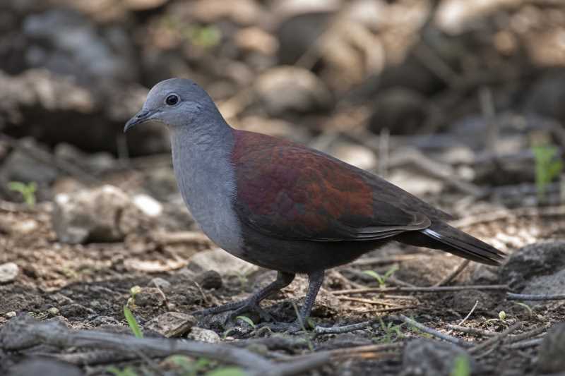 Image of a Marquesan Ground Dove in its natural habitat