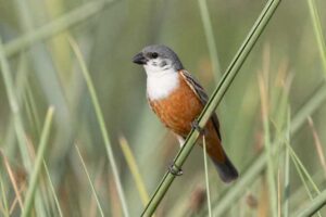 Image of a Marsh Seedeater in its natural habitat
