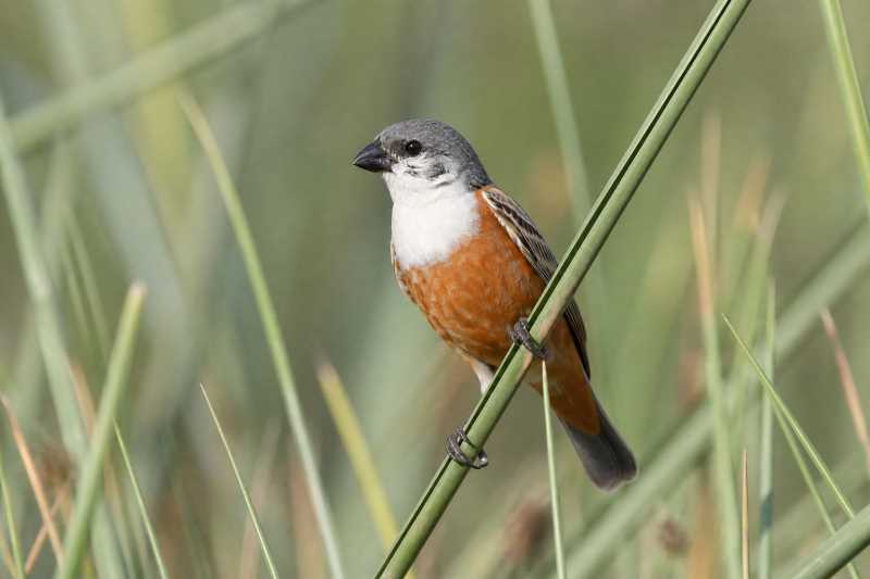 Image of a Marsh Seedeater in its natural habitat