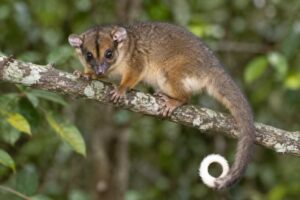 Image of a Masked Ring-tailed Possum in its natural habitat