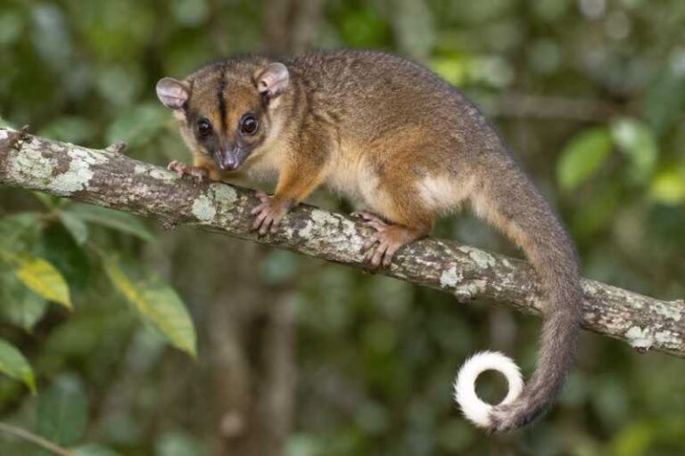 Image of a Masked Ring-tailed Possum in its natural habitat