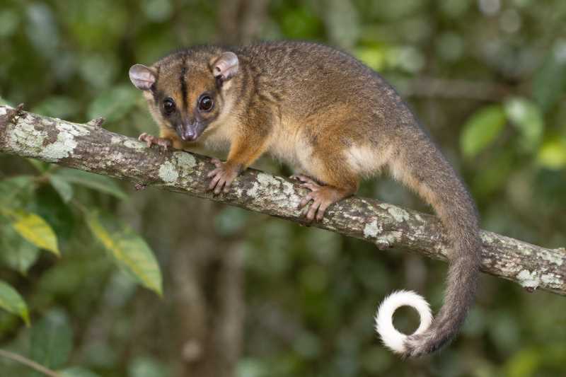 Image of a Masked Ring-tailed Possum in its natural habitat