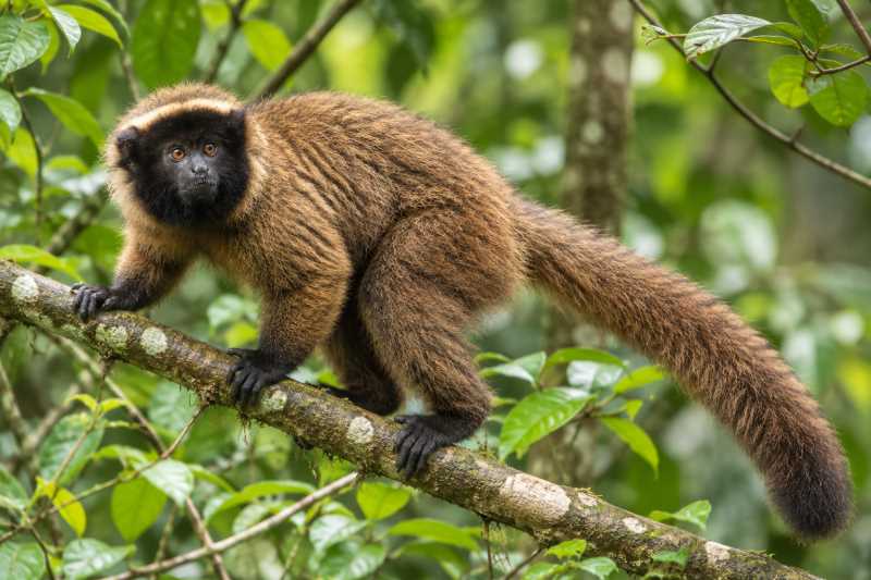 Image of a Masked Titi in its natural habitat