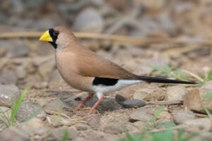 Image of a Masked Finch in its natural habitat