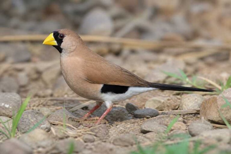Image of a Masked Finch in its natural habitat