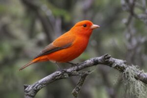 Image of a Maui Akepa in its natural habitat
