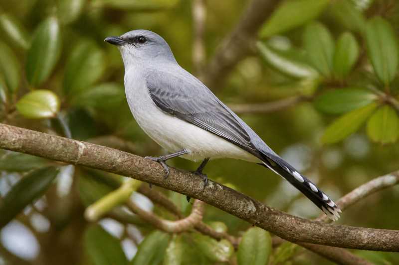 Image of a Mauritius Cuckooshrike in its natural habitat