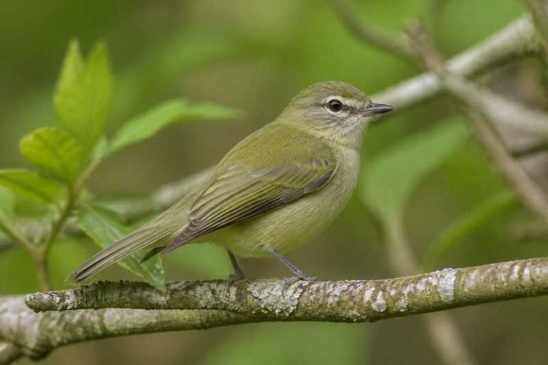 Image of a McConnell's Flycatcher in its natural habitat