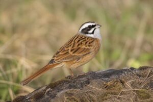 Image of a Meadow Bunting in its natural habitat