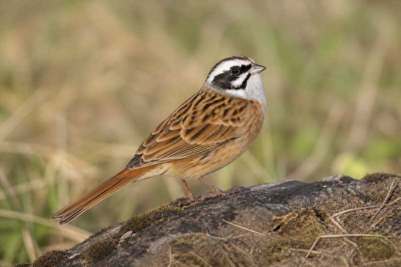 Image of a Meadow Bunting in its natural habitat