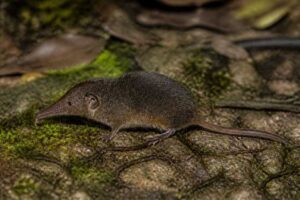 Image of a Medellín Small-eared Shrew in its natural habitat
