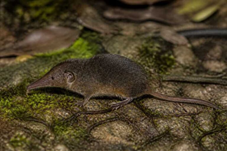 Image of a Medellín Small-eared Shrew in its natural habitat