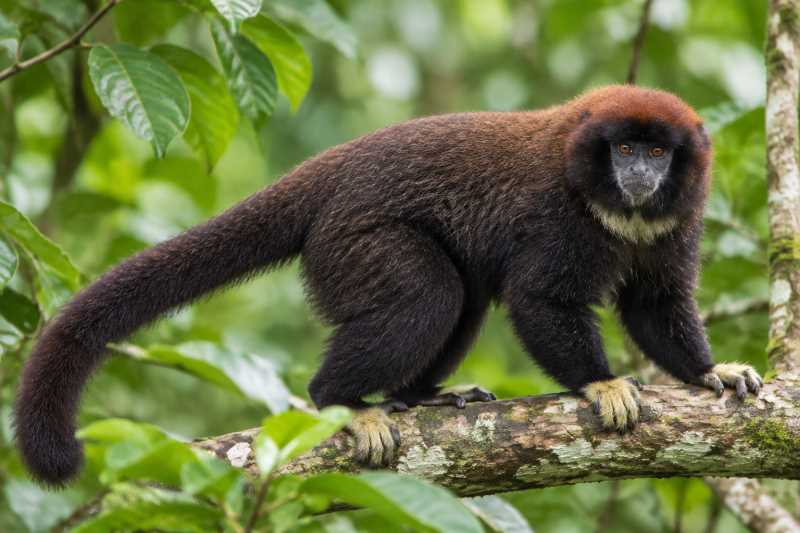 Image of a Medem's Titi in its natural habitat