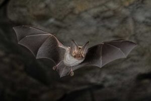 Image of a Mediterranean Horseshoe Bat in its natural habitat