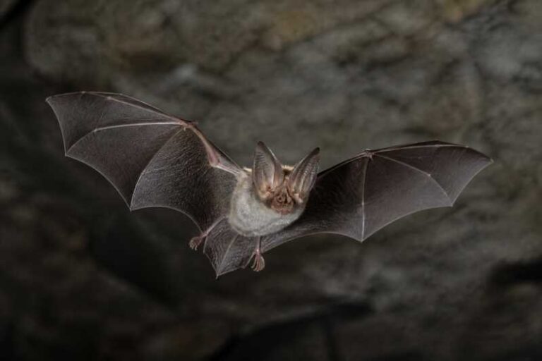 Image of a Mediterranean Horseshoe Bat in its natural habitat