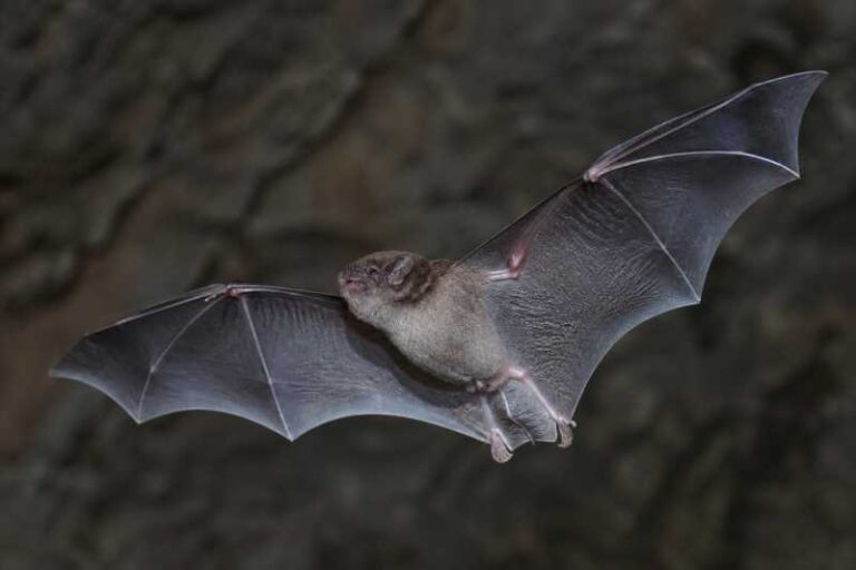 Image of a Melin's Mastiff Bat in its natural habitat