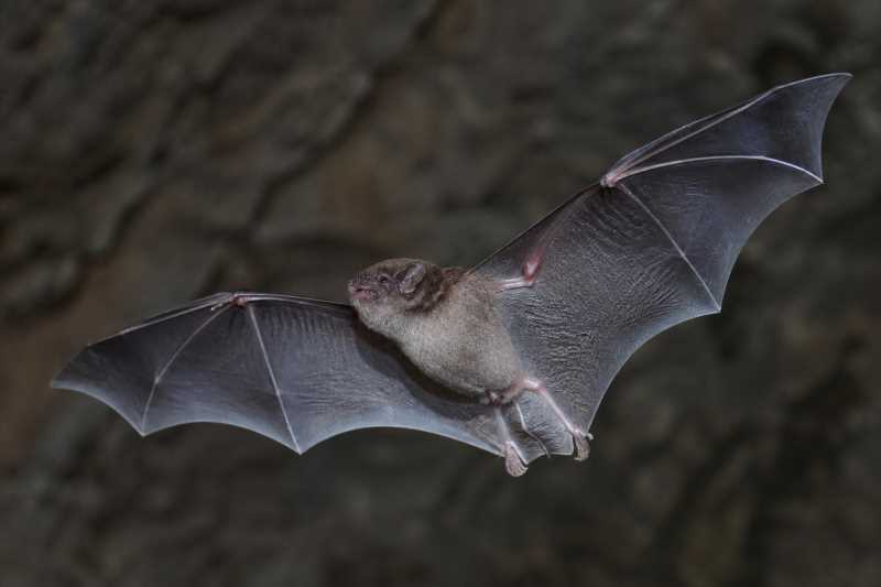 Image of a Melin's Mastiff Bat in its natural habitat