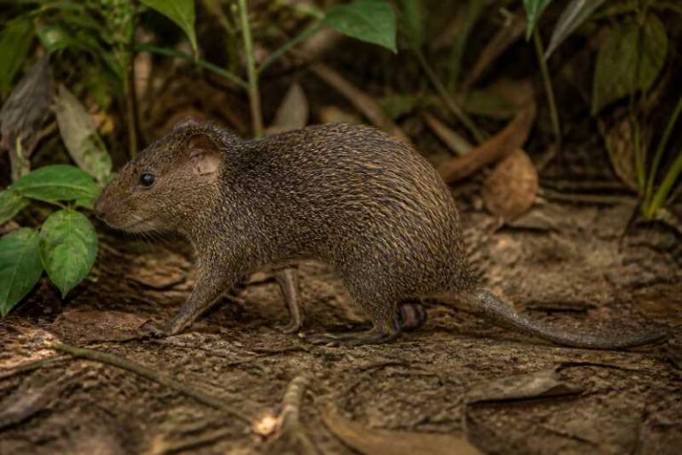 Image of a Mentawai Archipelago Spiny Rat in its natural habitat