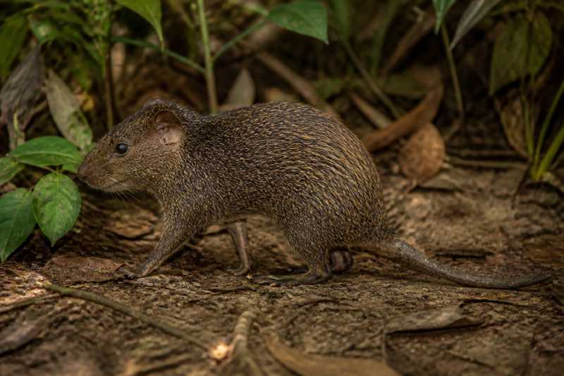 Image of a Mentawai Archipelago Spiny Rat in its natural habitat
