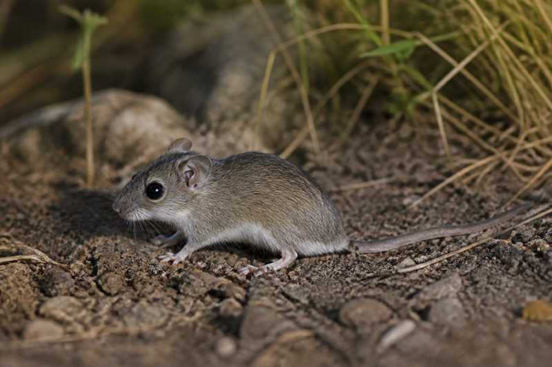 Image of a Merriam's Deermouse in its natural habitat