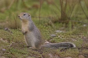 Image of a Merriam's Ground Squirrel in its natural habitat
