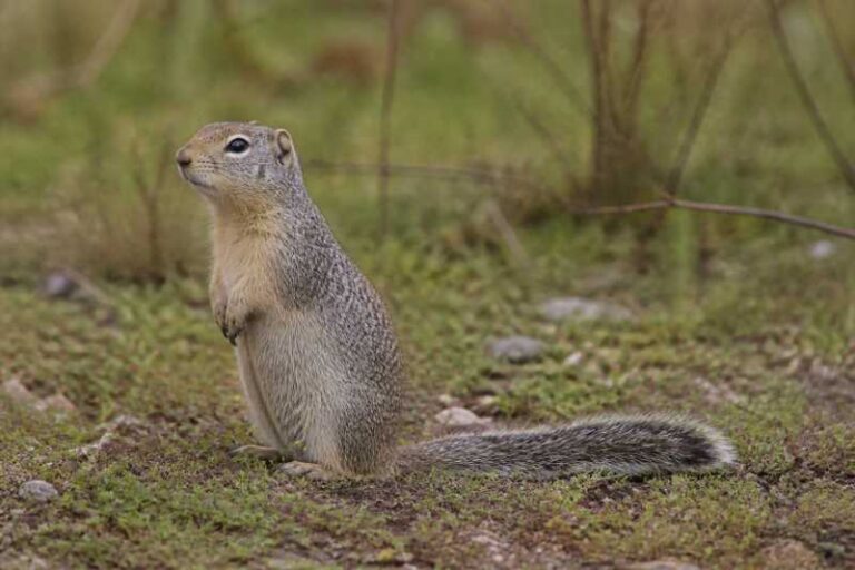 Image of a Merriam's Ground Squirrel in its natural habitat