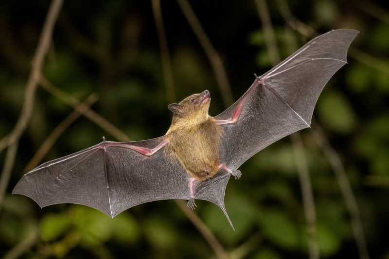 Image of a Merriam's Long-tongued Bat in its natural habitat