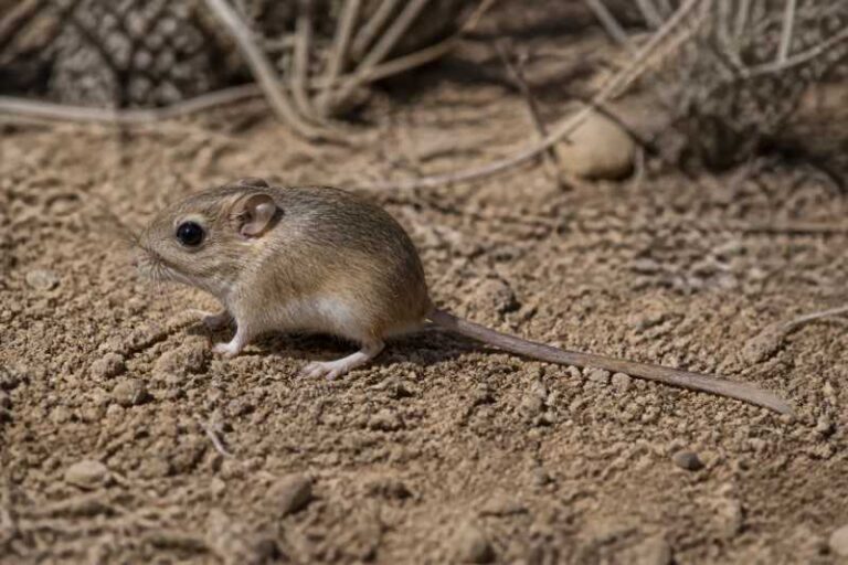 Image of a Merriam's Pocket Mouse in its natural habitat