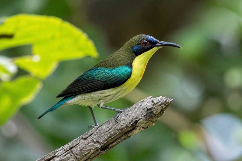 Image of a Metallic-winged Sunbird in its natural habitat