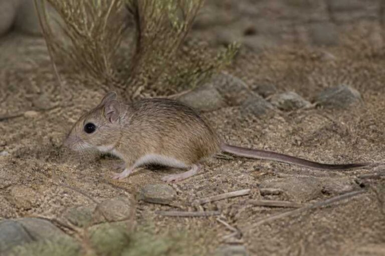 Image of a Mexican Deermouse in its natural habitat