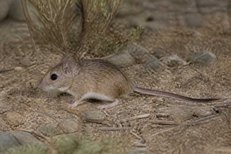 Image of a Mexican Deermouse in its natural habitat