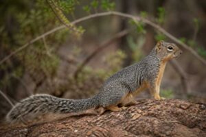 Image of a Mexican Fox Squirrel in its natural habitat