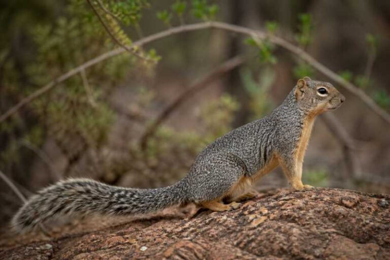 Image of a Mexican Fox Squirrel in its natural habitat