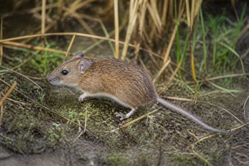 Image of a Mexican Marsh Rice Rat in its natural habitat