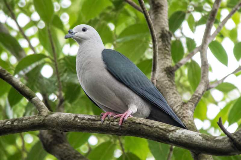 Image of a Micronesian Imperial Pigeon in its natural habitat