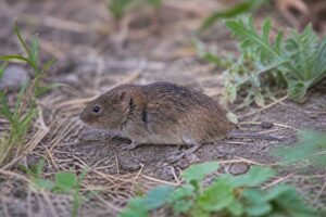 Image of a Middendorff's Vole in its natural habitat