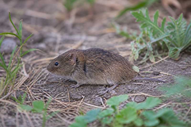 Image of a Middendorff's Vole in its natural habitat