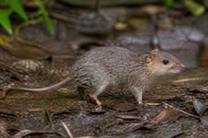 Image of a Middle Shaggy Rat in its natural habitat