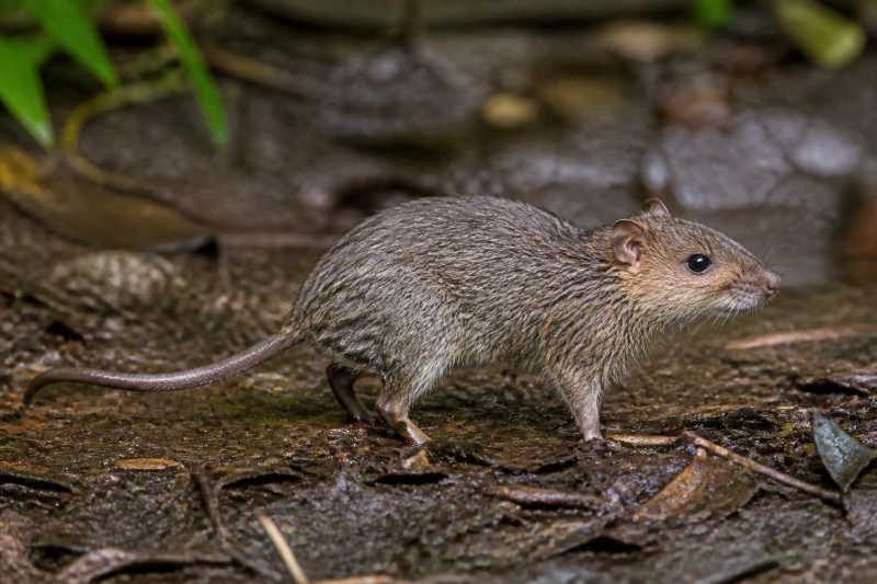 Image of a Middle Shaggy Rat in its natural habitat