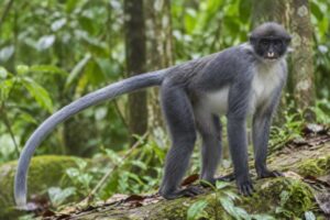 Image of a Miller's Langur in its natural habitat