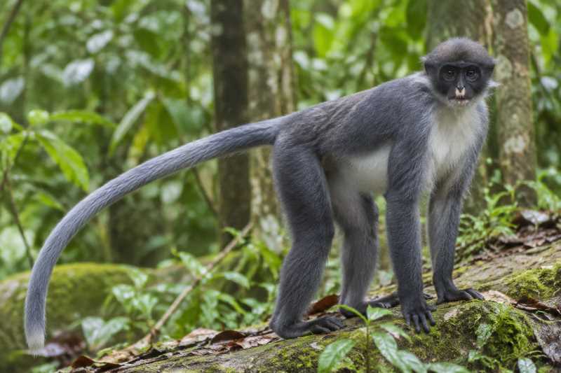 Image of a Miller's Langur in its natural habitat