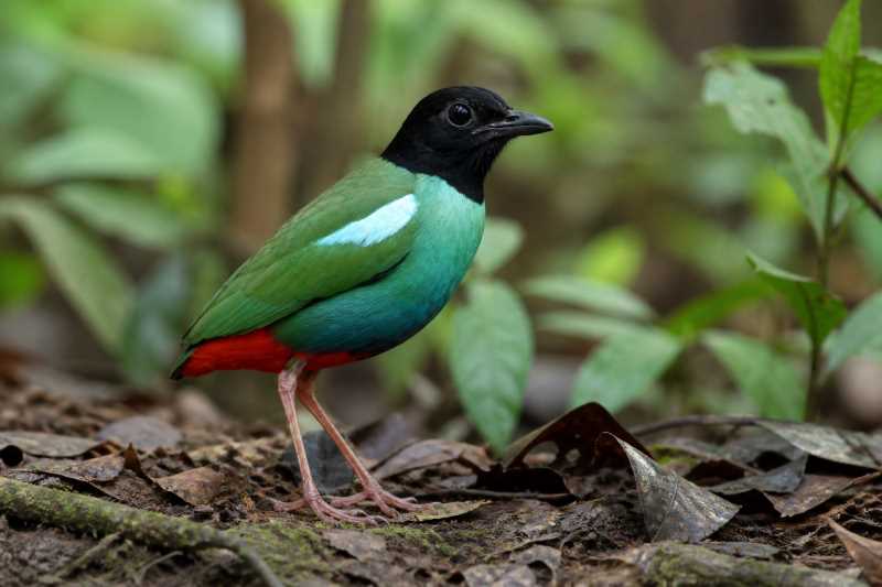 Image of a Minahasa Hooded Pitta in its natural habitat