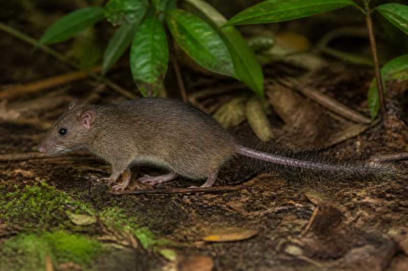 Image of a Mindanao Hairy-tailed Rat in its natural habitat