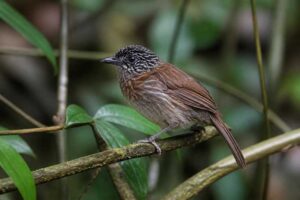 Image of a Mindanao Pygmy Babbler in its natural habitat
