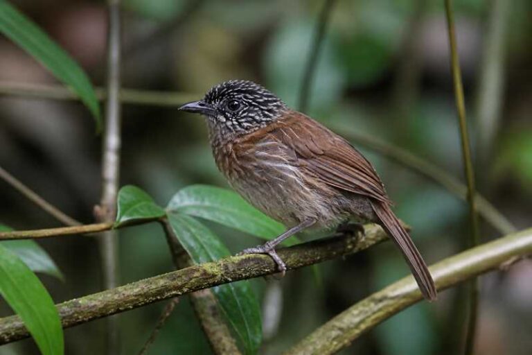 Image of a Mindanao Pygmy Babbler in its natural habitat