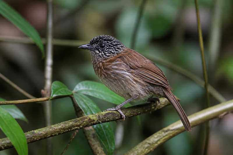 Image of a Mindanao Pygmy Babbler in its natural habitat