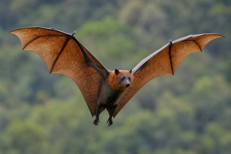 Image of a Mindoro Pallid Flying Fox in its natural habitat